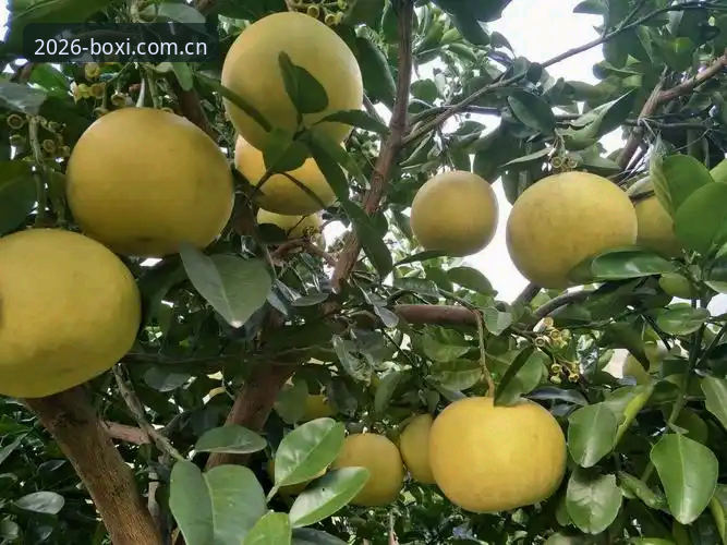 老用户亲测：博喜体育最新版安装安卓版全流程体验分享